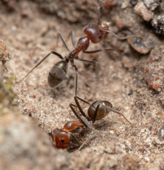 Iridomyrmex discors