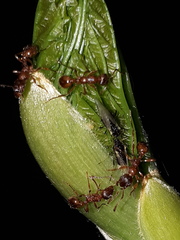 Periphyllus testudinaceus