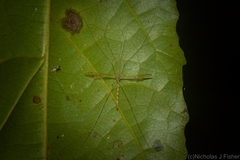 Skuseomyia eximia
