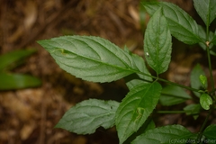 Sambucus australasica