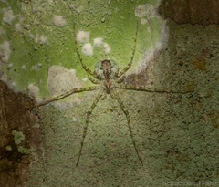 Tamopsis tweedensis
