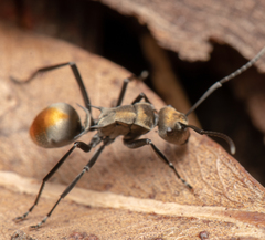 Polyrhachis trapezoidea
