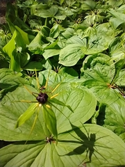 Paris quadrifolia