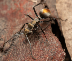 Polyrhachis trapezoidea