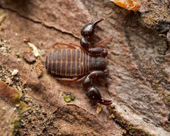 Dendrochernes cyrneus