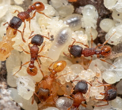 Tetramorium fuscipes