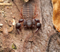Dendrochernes cyrneus