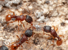 Tetramorium fuscipes