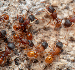 Tetramorium fuscipes
