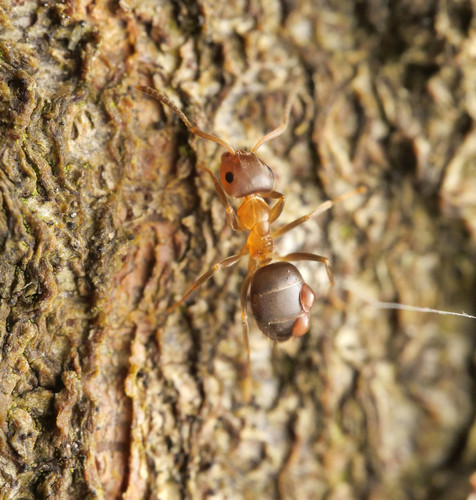 Lasius brunneus nuotrauka