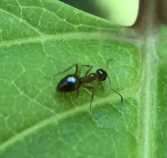 Prenolepis
