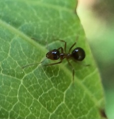 Prenolepis