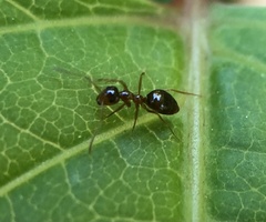 Prenolepis