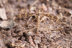Epiphragma ocellare