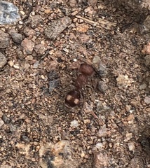 Pseudomethoca athamas