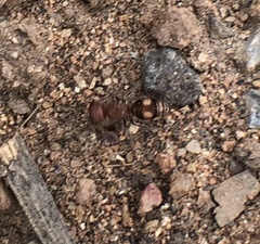 Pseudomethoca athamas