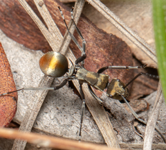 Polyrhachis trapezoidea