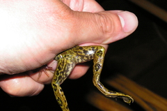 Lithobates septentrionalis