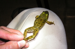 Lithobates septentrionalis