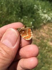 Euphydryas aurinia