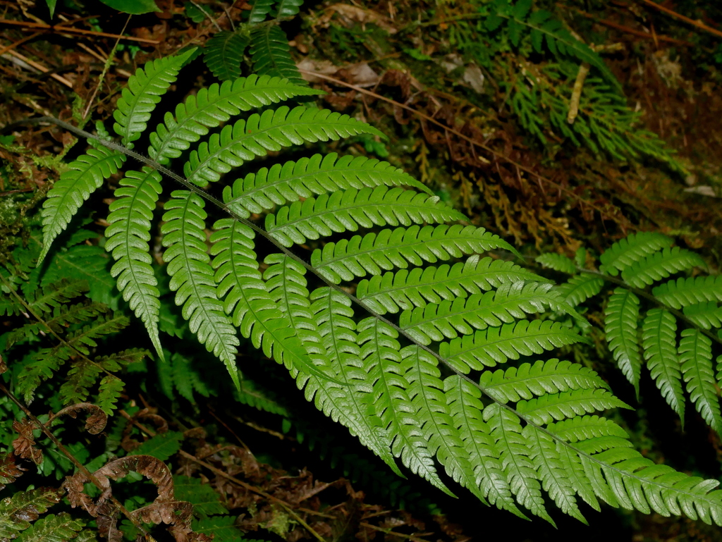 Cyclogramma