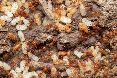 Tetramorium fuscipes