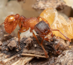Tetramorium fuscipes