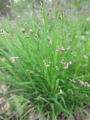 Melica uniflora