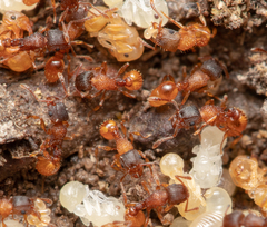 Tetramorium fuscipes