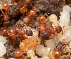 Tetramorium fuscipes