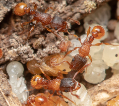Tetramorium fuscipes