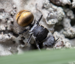 Polyrhachis schoopae