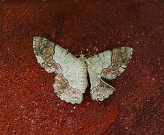 Pingasa ruginaria