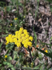 Achillea tomentosa