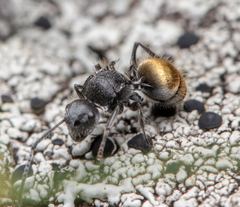 Polyrhachis schoopae