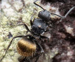 Polyrhachis schoopae
