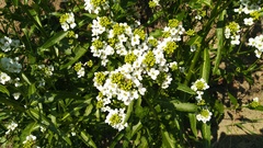 Armoracia rusticana