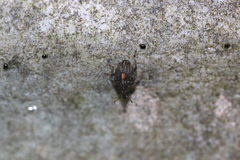 Rhinoncus leucostigma