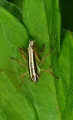Pachytrachis