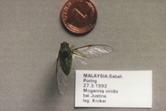 Mogannia viridis