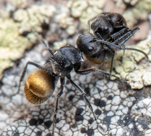 Polyrhachis schoopaePolyrhachis schoopae