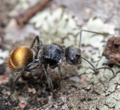 Polyrhachis schoopae