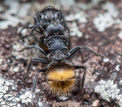 Polyrhachis schoopae