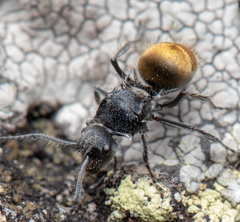 Polyrhachis schoopae