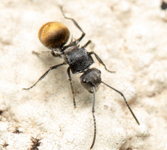 Polyrhachis schoopae
