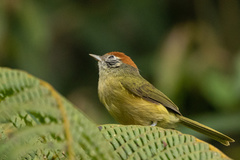 Hylophilus poicilotis