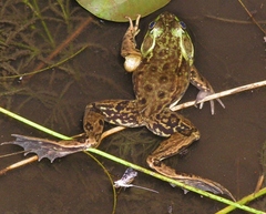 Lithobates septentrionalis