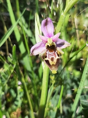 Ophrys × minuticauda