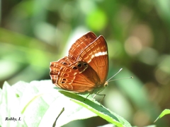 Abisara abnormis