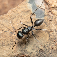 Calomyrmex albopilosus